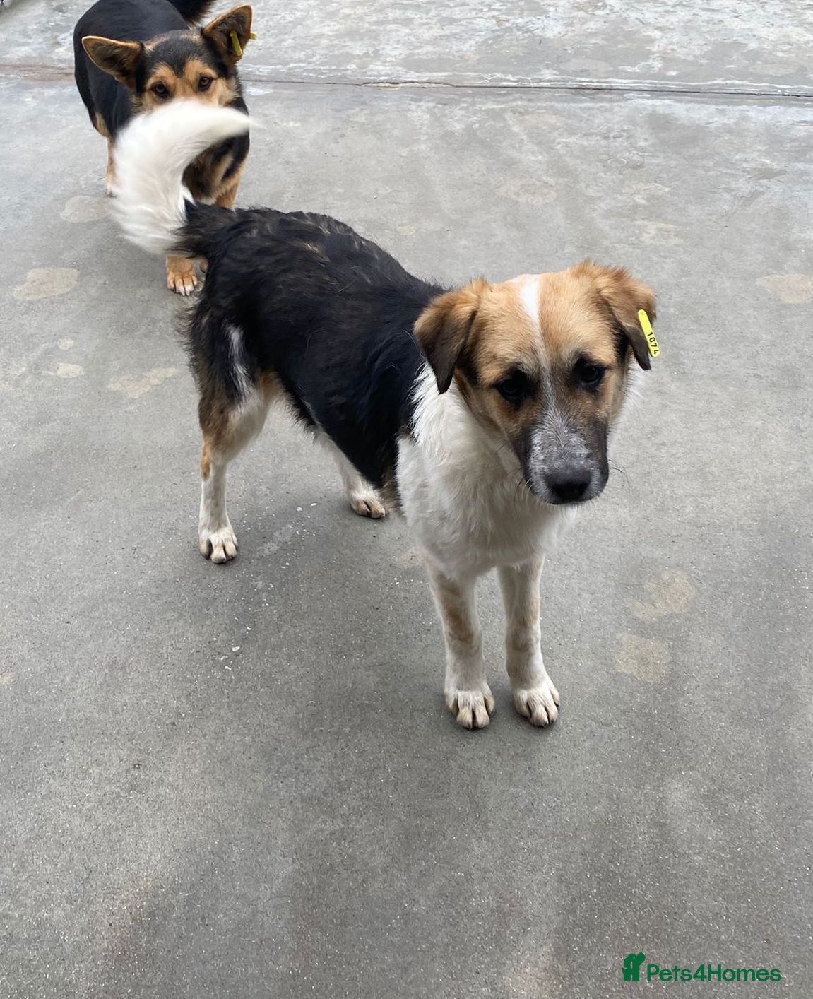 Mixed Breed dogs Horace, 1 yr approx. Available for adoption. - Advert 7