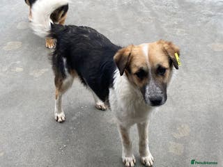 Mixed Breed dogs Horace, 1 yr approx. Available for adoption. - Advert 8