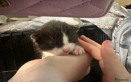 Mixed Breed cats for sale: Female kitten - Image 8