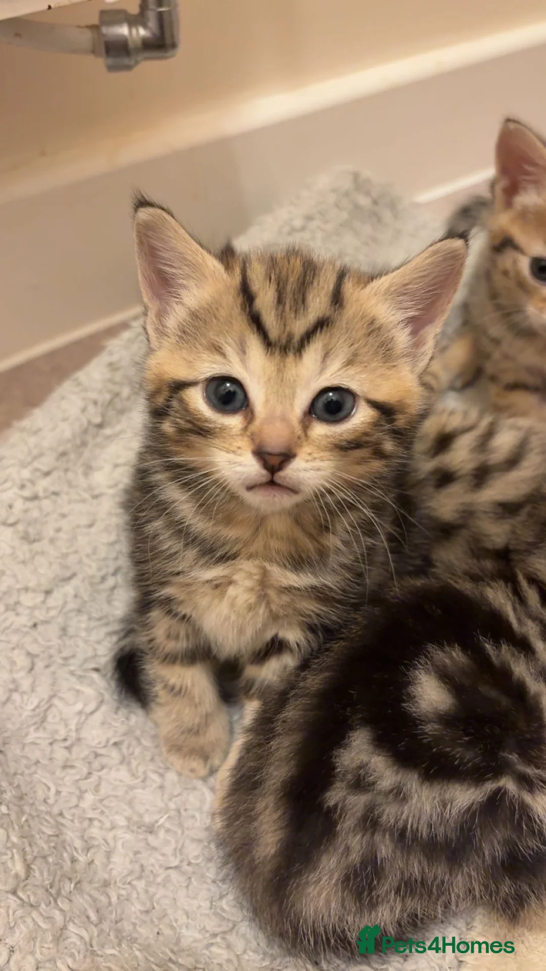Mixed Breed cats for sale: 4 tabby kittens for sale. - Advert 4