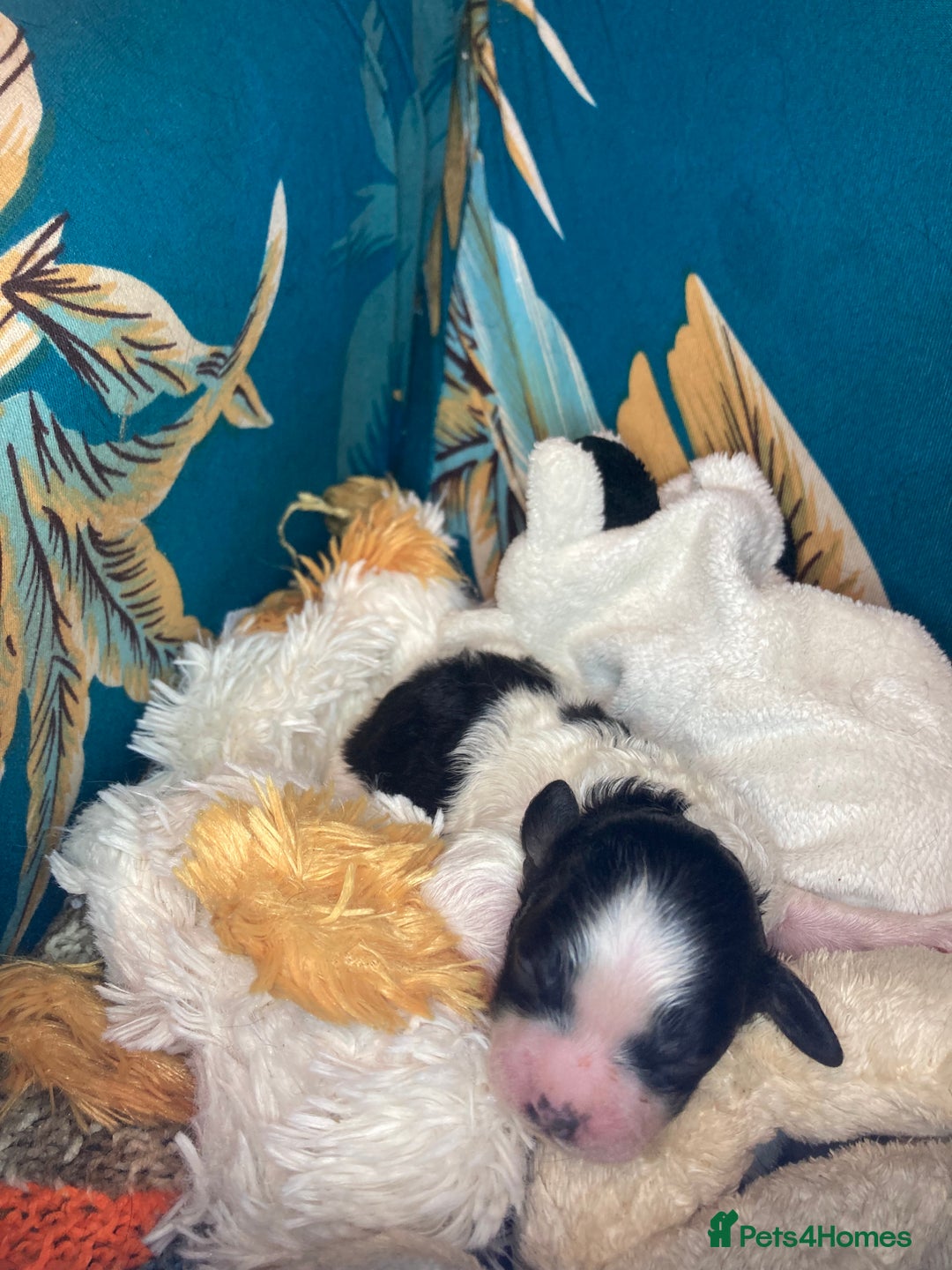 Shihpoo dogs for sale: 5 star rated Toy shihpoo puppies - Image 15