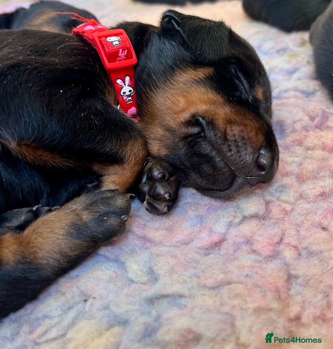 Dobermann dogs for sale: KC registered health tested Doberman puppies - Image 14