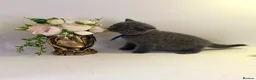 British Shorthair cats for sale: GCCF British short hair boy  - Advert 25