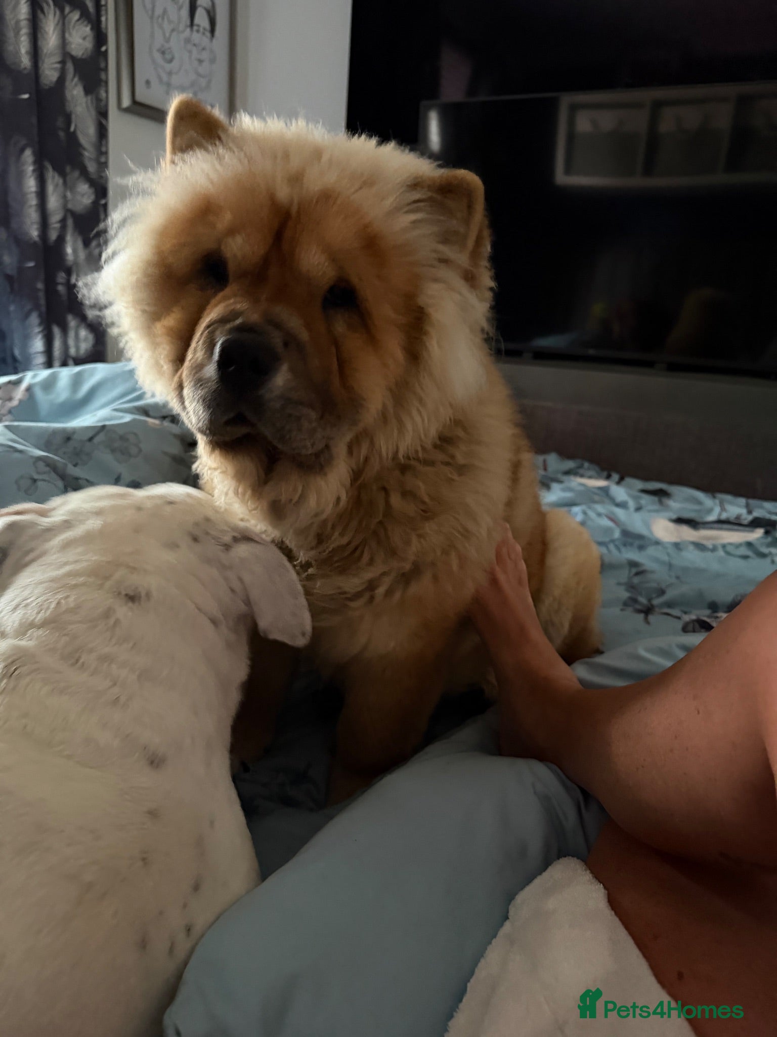 Chow Chow dogs Female Chow  - Advert 4