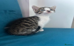 Domestic Shorthair cats for sale: Kittens looking for their forever home  - Image 6