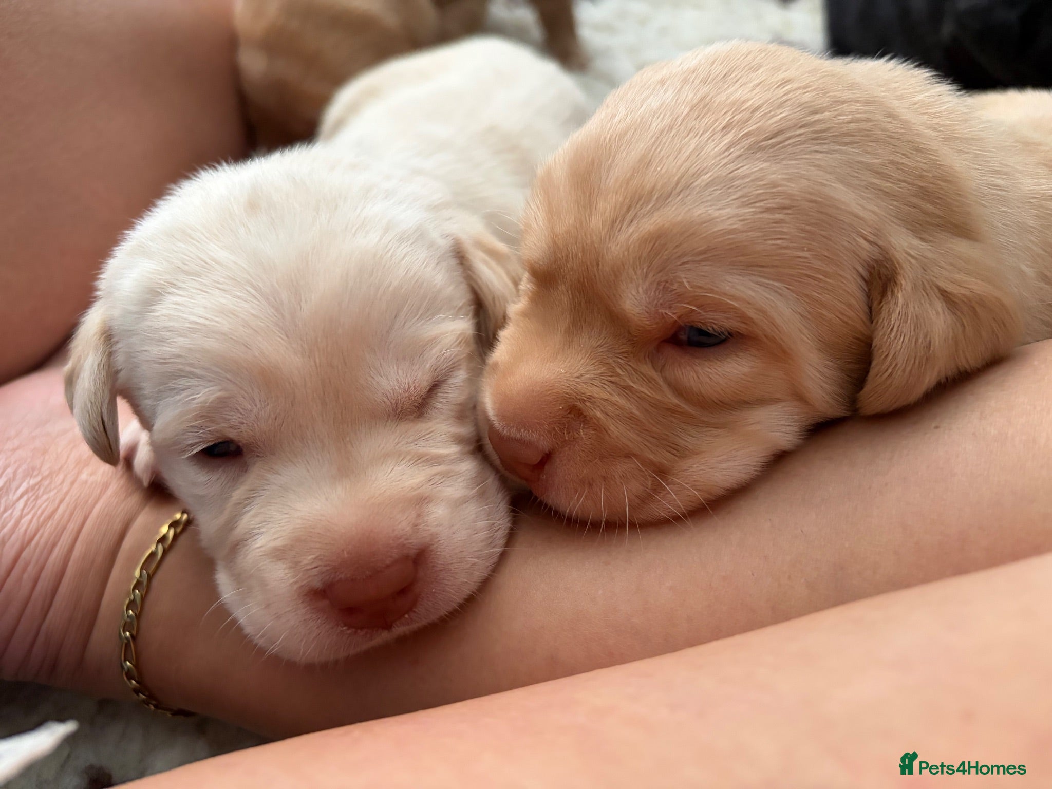 Labrador Retriever dogs 🐶STUNNING LABRADOR PUPPIES 🐶 - Advert 3