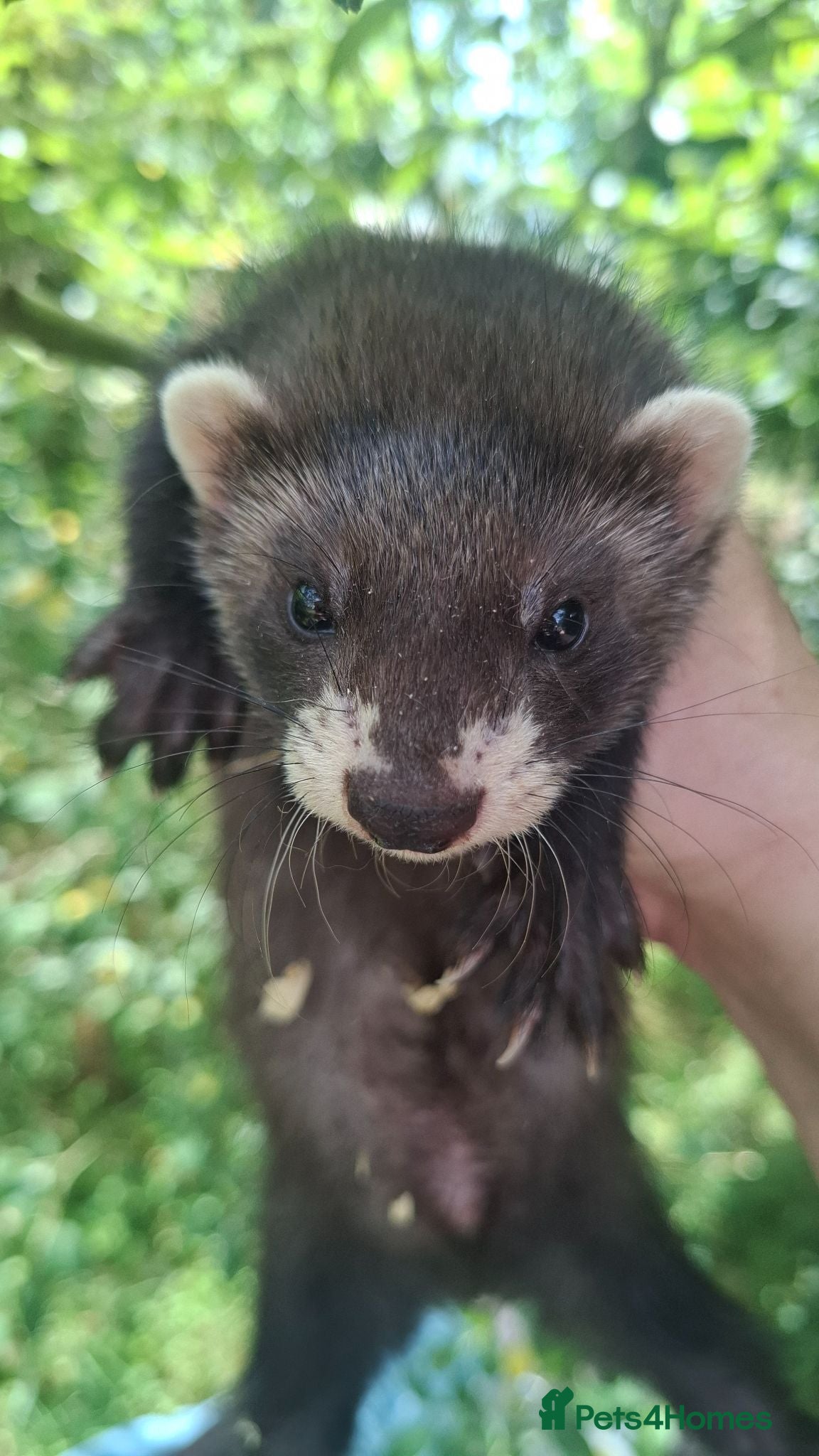 Ferret rodents Silver and Sable Hob Ferrets for Sale Ready Now - Advert 1