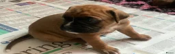 Boxer dogs for sale: Pedigree Boxer Puppies for Sale  - Advert 4