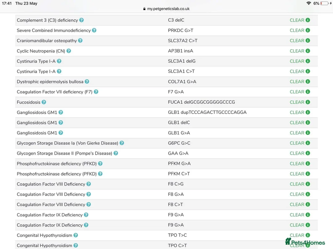 Toy Poodle dogs for stud: Champion Line KC Apricot Toy Poodle Stud in Ringwood - Advert 20