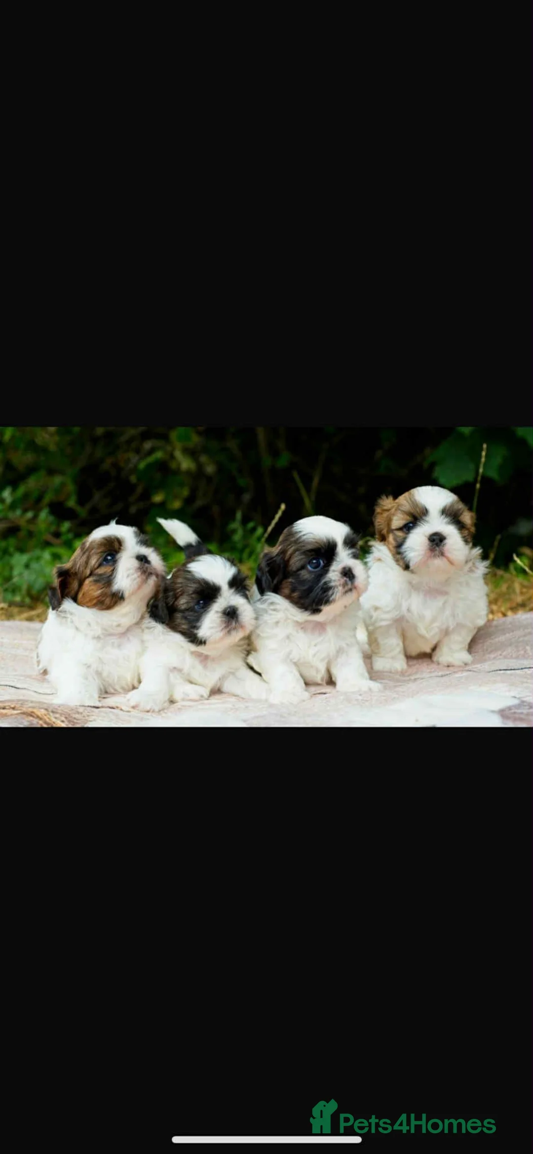 Shih Tzu dogs for stud: Our beautiful boy Arlo available for stud in Tipton - Advert 10