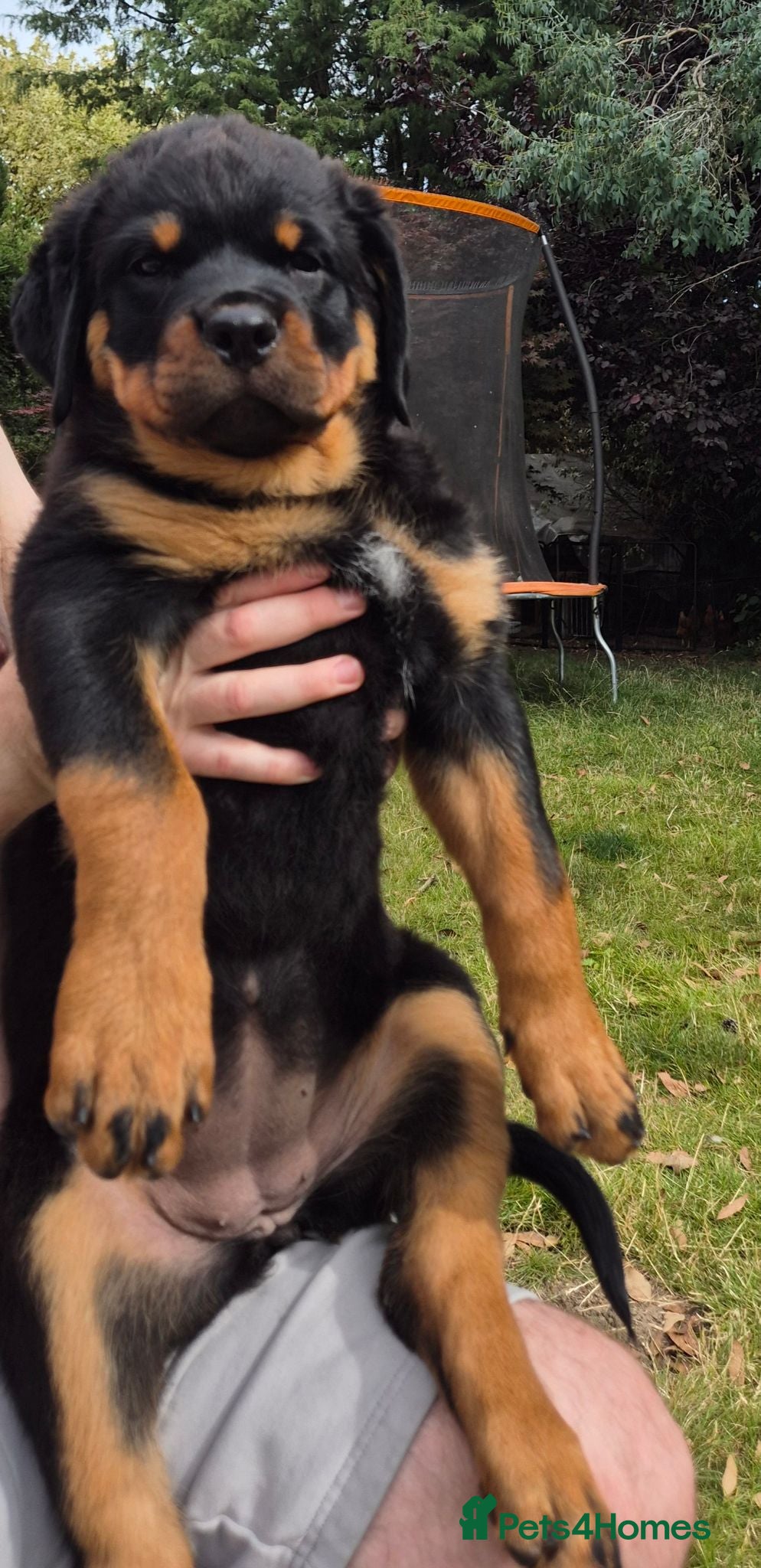 Rottweiler dogs Big Rottweiller Girl Puppy for sale - ready to go - Advert 5