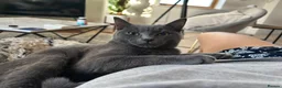 Russian Blue cats for sale: 5.5 months Russian blue  - Advert 6