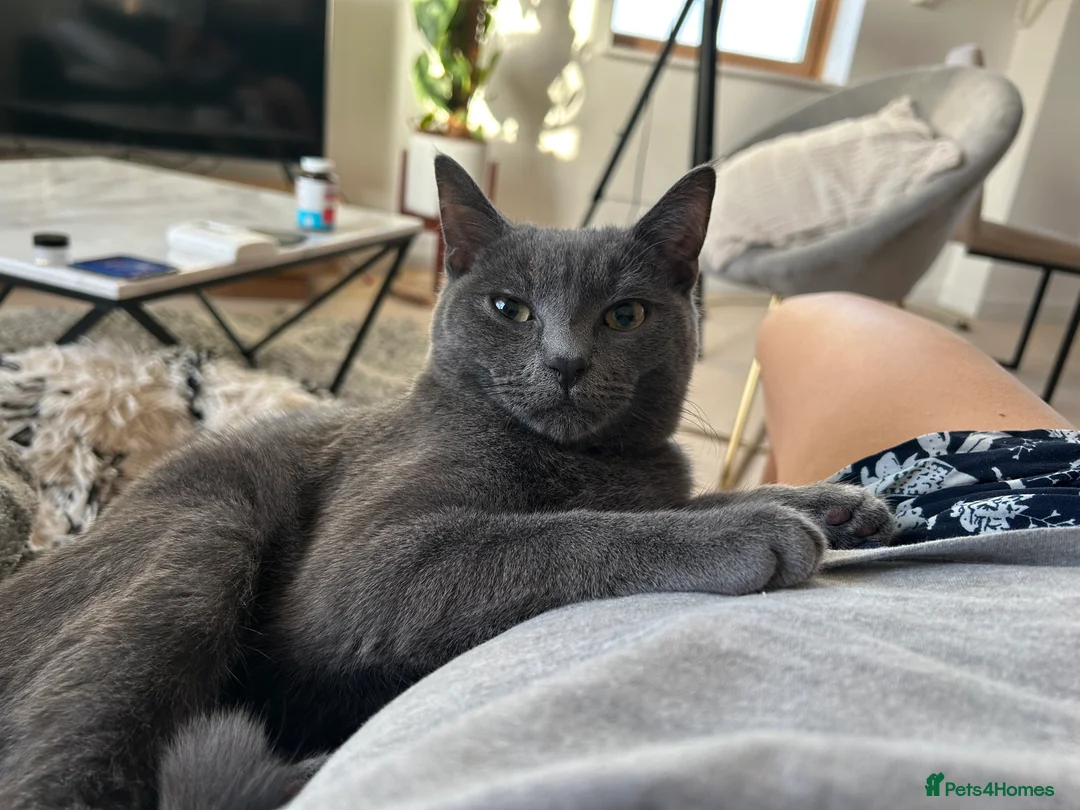 Russian Blue cats for sale: 5.5 months Russian blue  - Advert 6