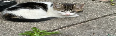 Domestic Shorthair 4