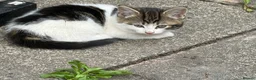 Domestic Shorthair cats for sale: 4 kittens, 2 boys and 2 girls  - Advert 3