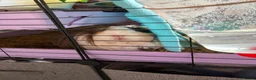 Guinea Pig rodents for sale: 4 Female Guinea pigs  - Advert 6