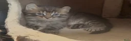 American Curl cats for sale: American curl kittens rare breed reduced price - Advert 7