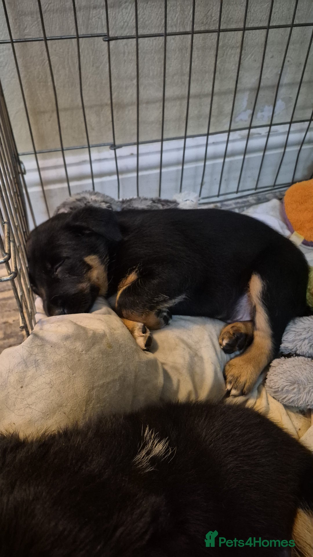 Mixed Breed dogs for sale: Male Collie x Kelpie Puppy ready to go black + tan - Advert 6