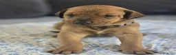 Mixed Breed dogs for sale: Doberman mix  in Nottingham - Advert 23