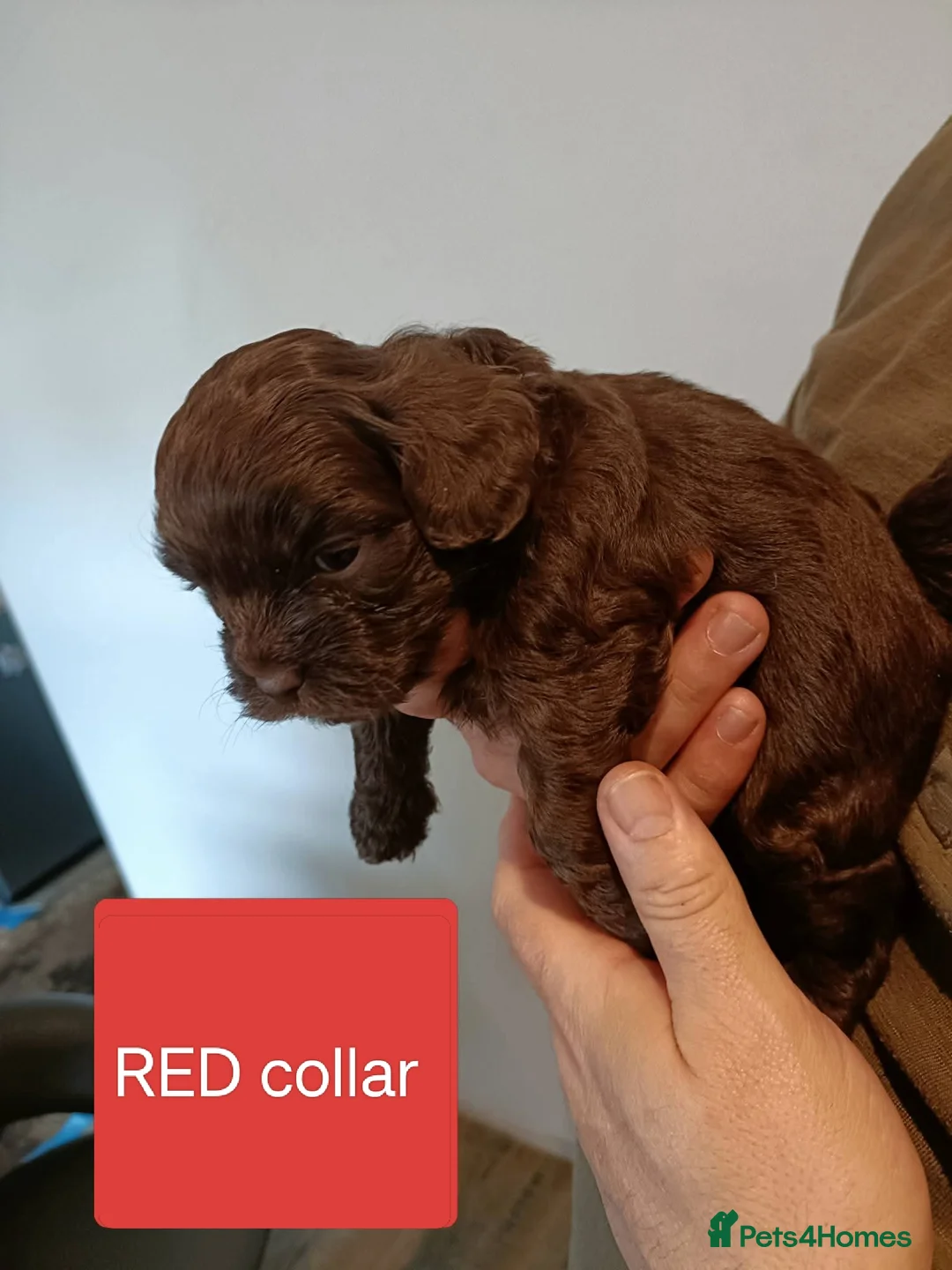 Mixed Breed dogs for sale: Chocolate Shorkie Poo - Advert 11