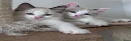 Ragdoll cats for sale: Stunning Ragdoll kittens💙&🩷 - Advert 6