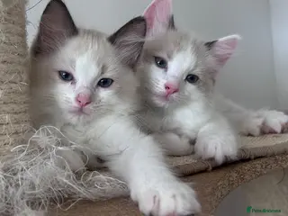 Ragdoll cats Stunning Ragdoll kittens💙&🩷 - Advert 7