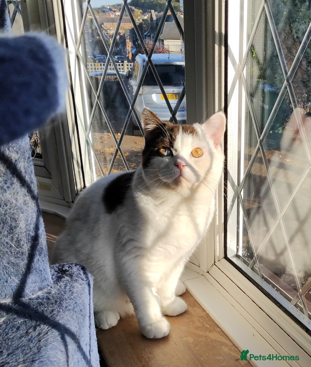British Shorthair cats for sale:  GCCF CH lines. Beautiful boy(odd eyes) and girl. - Image 7