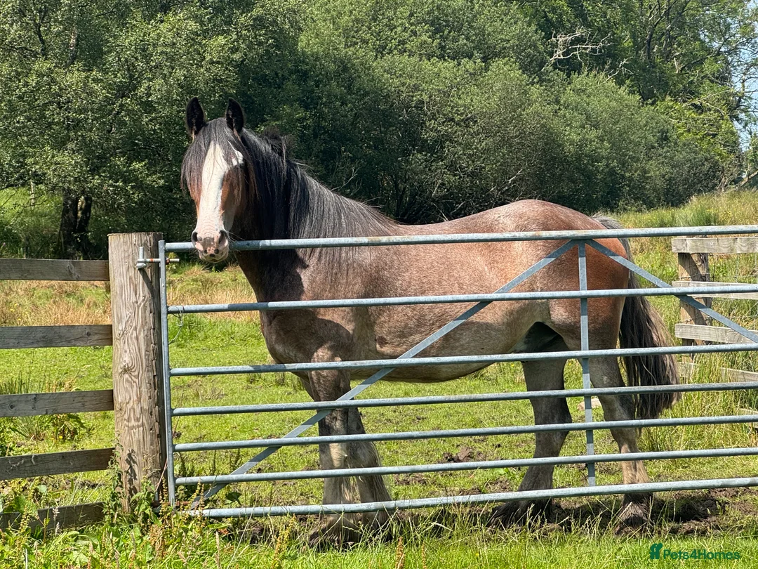 Other Breed horses for sale: Lights backed 16.1hh 4yr old gelding  in Carlisle - Advert 7