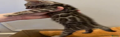 Bengal Kitten 2