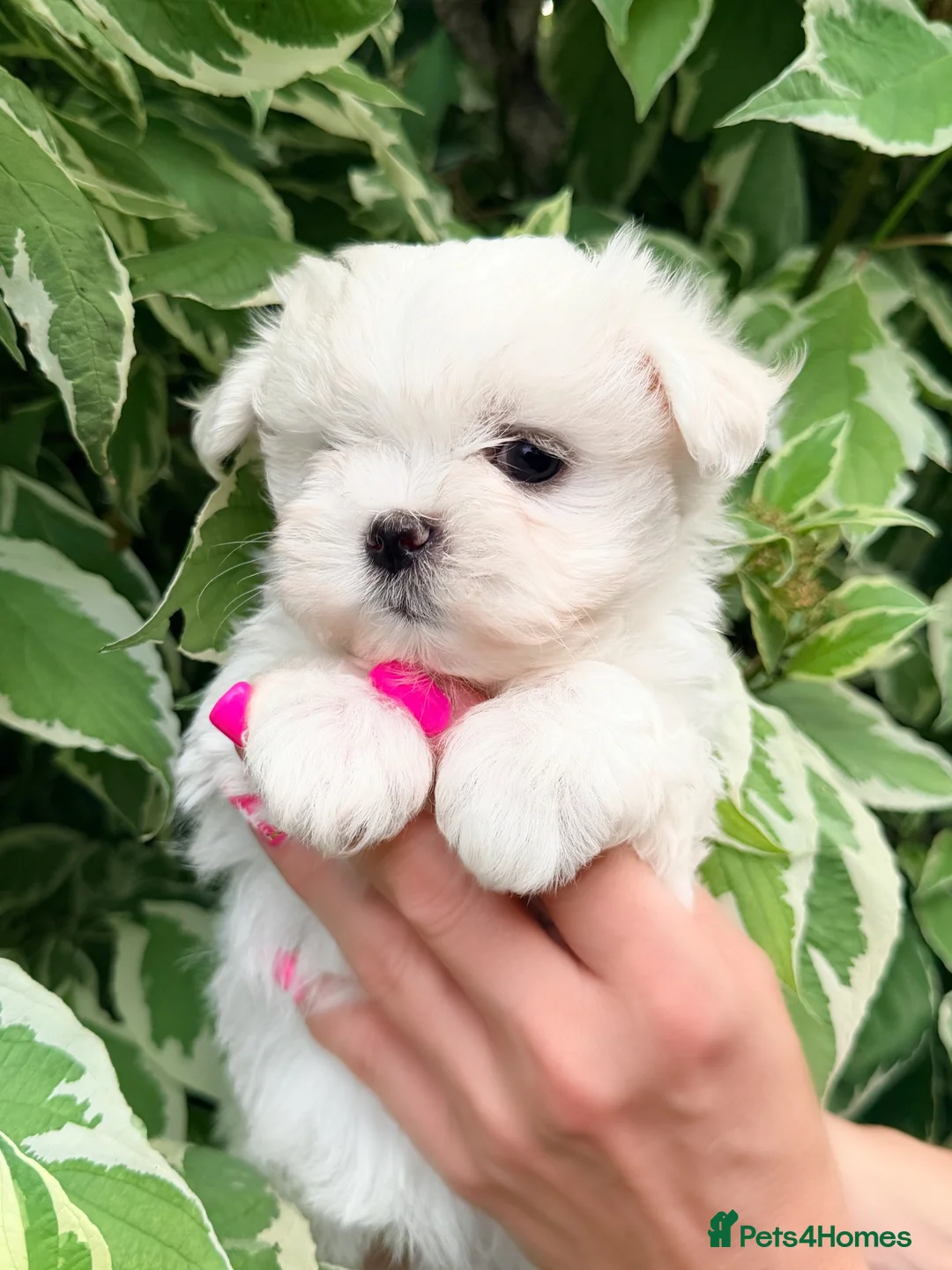 Maltese dogs for sale: Beautiful Mini Maltese Puppy - Korean Bloodlines - Advert 2