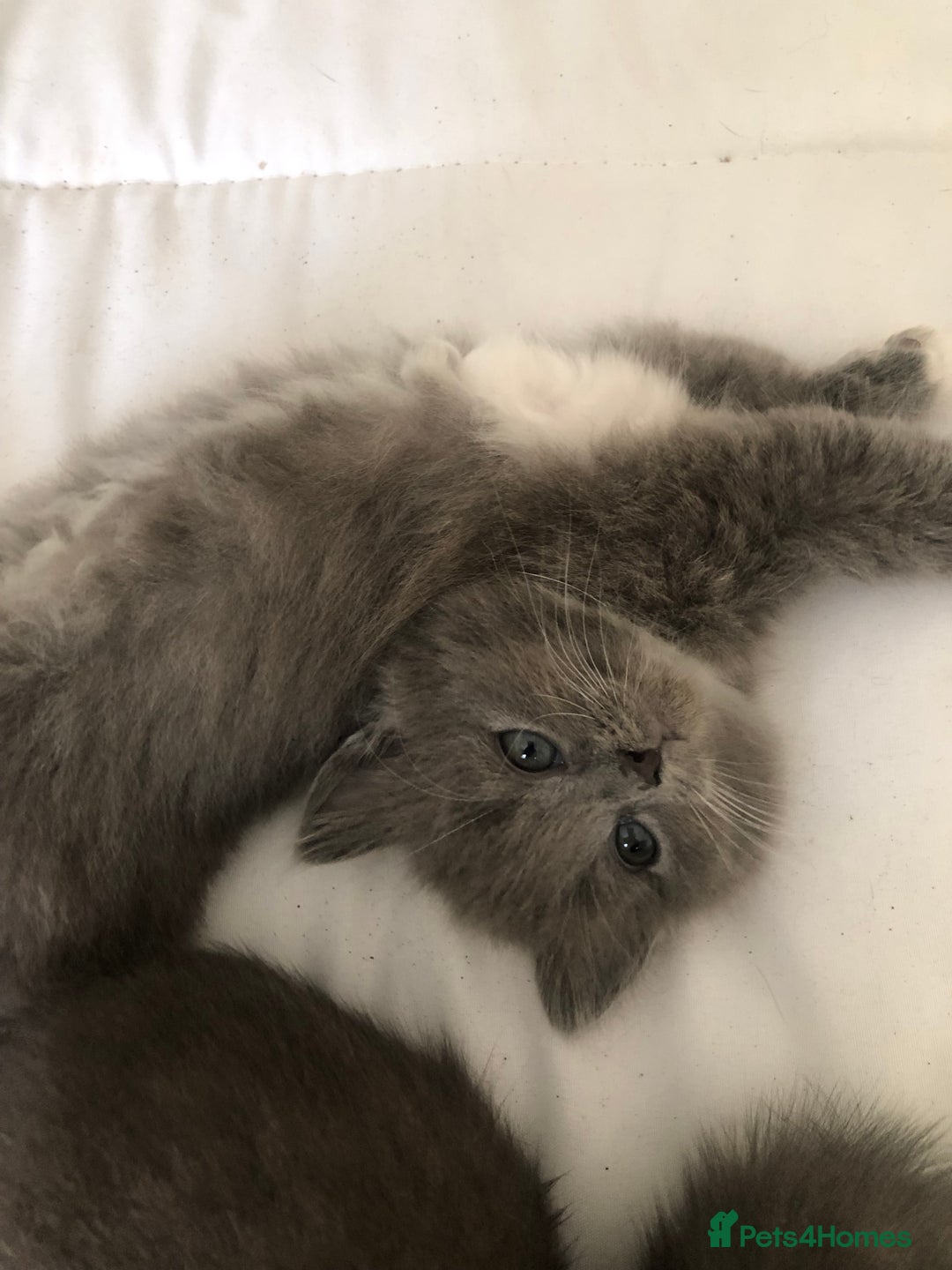 British Shorthair cats for sale: Shorthair x Maincoon kittens for sale - Image 14