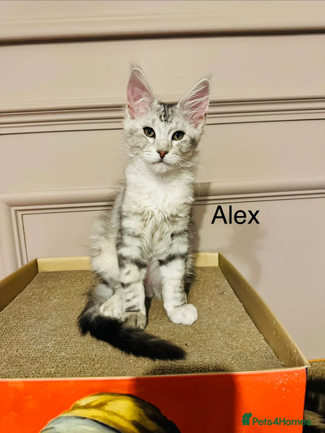 Maine Coon cats for sale: Maine coon polydactyls kittens DNA clear TICA reg - Advert 8