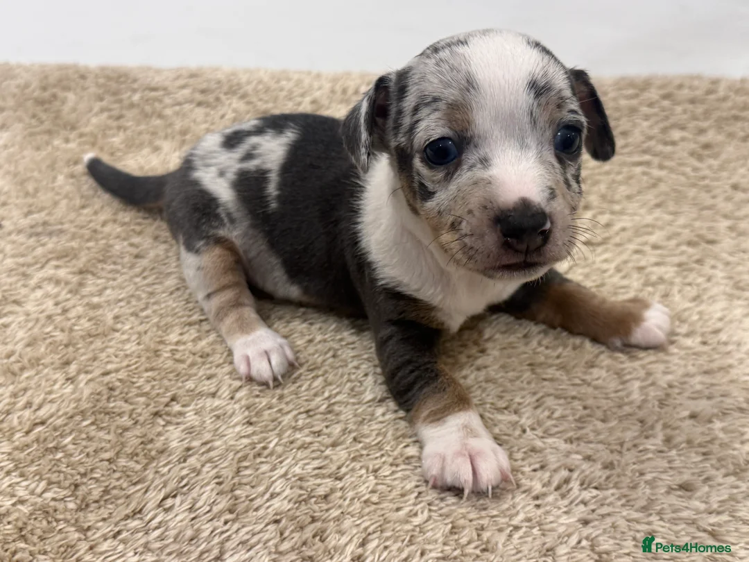 Jack Russell dogs for sale: Miniature Jack Russell Puppies  - Advert 2