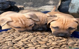 Rottweiler dogs for sale: Rottweiler × Black Mouth Cur  - Image 10
