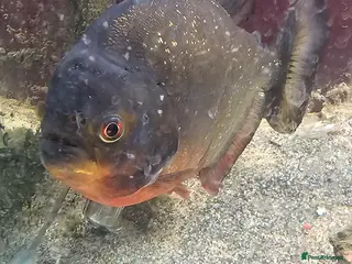 Piranhas fish Red belly piranha - Advert 1