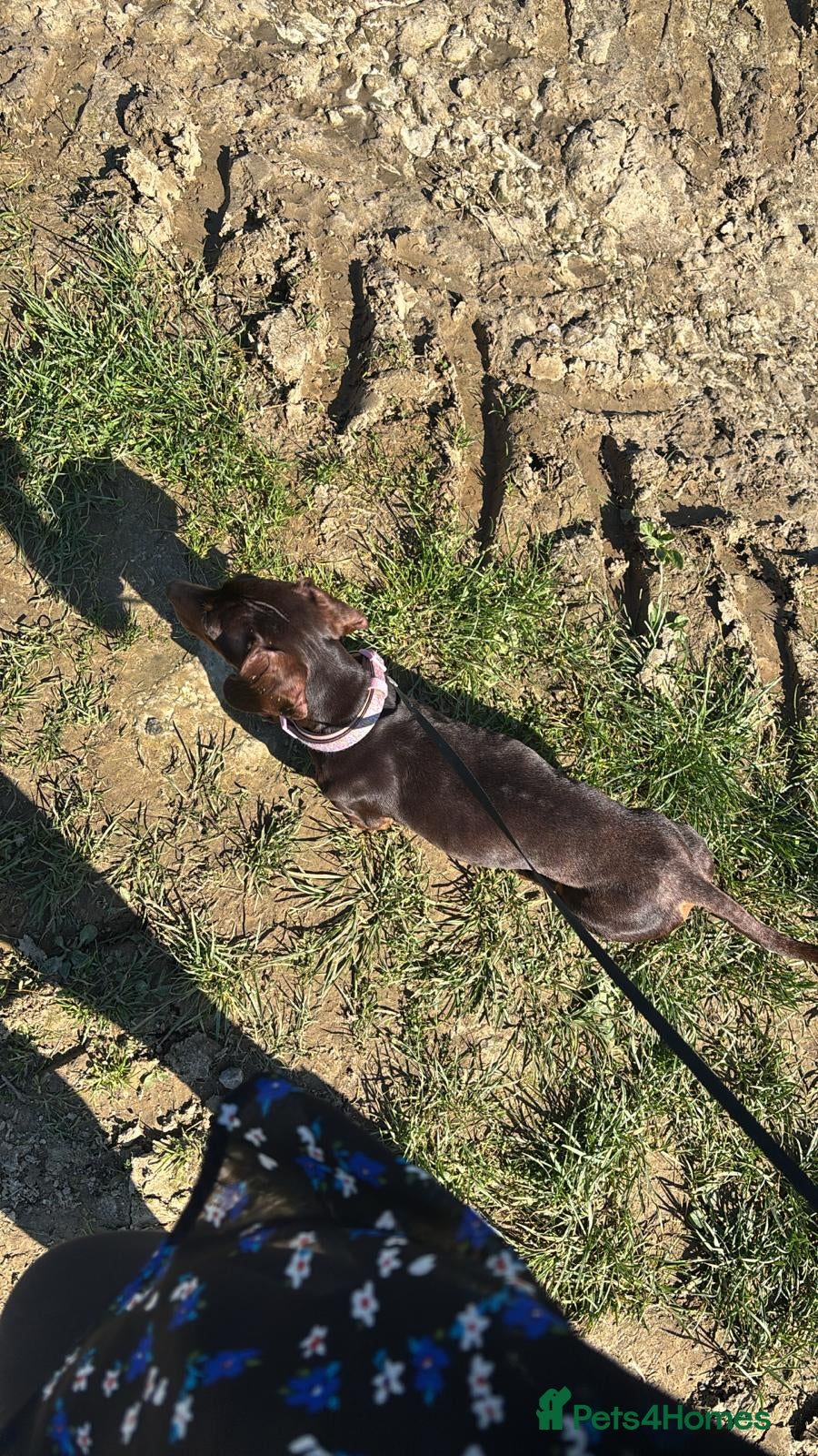 Dachshund dogs Dachshund Female  - Advert 15