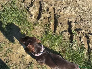 Dachshund dogs Dachshund Female - Advert 15