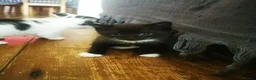 British Shorthair cats for sale: Black and white Brisish shorthair kittens - Advert 6