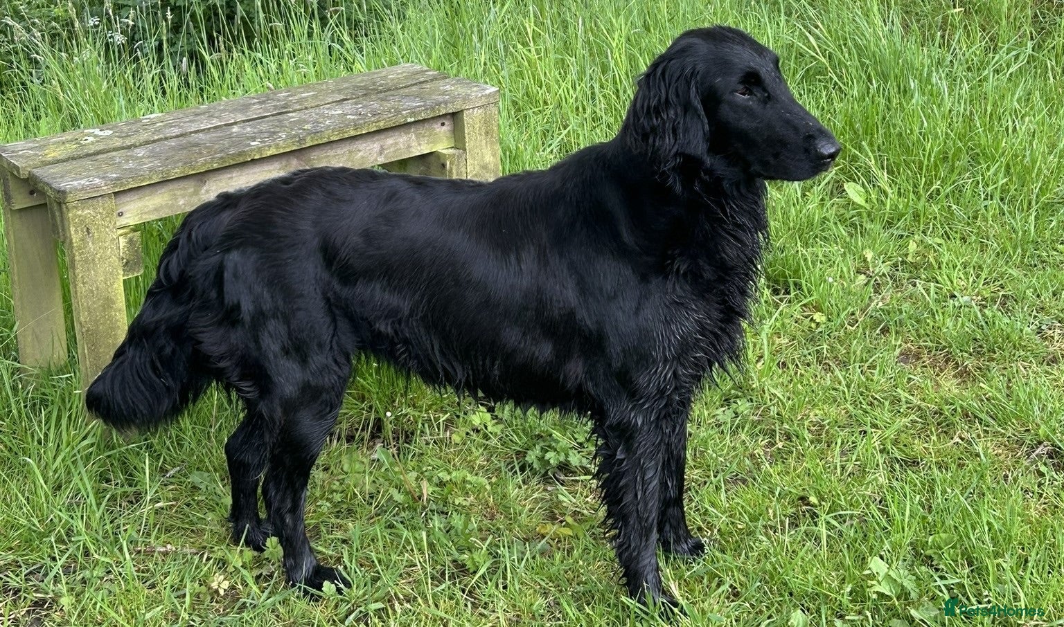 Flat coated Retriever dogs Fabulous litter of flatcoated retriever puppies - Advert 1