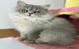 British Shorthair cats for sale: Beautiful boy and girl ready to leave now - Image 5