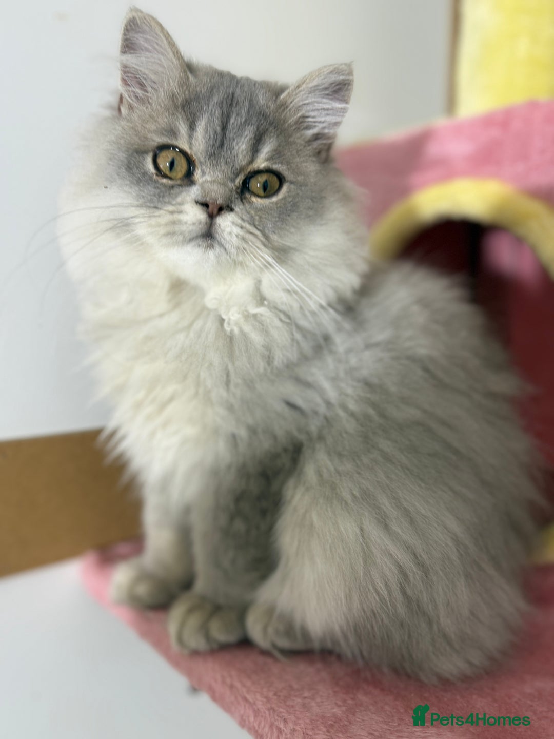 British Shorthair cats for sale: Beautiful boy and girl ready to leave now - Image 5