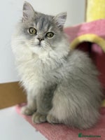 British Shorthair cats - Advert 4