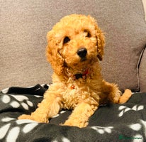 Cockapoo dogs 🧡1 handsome F1B cockapoo boy 🧡 - Advert 1