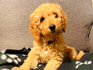Cockapoo dogs 🧡1 handsome F1B cockapoo boy 🧡 - Advert 16