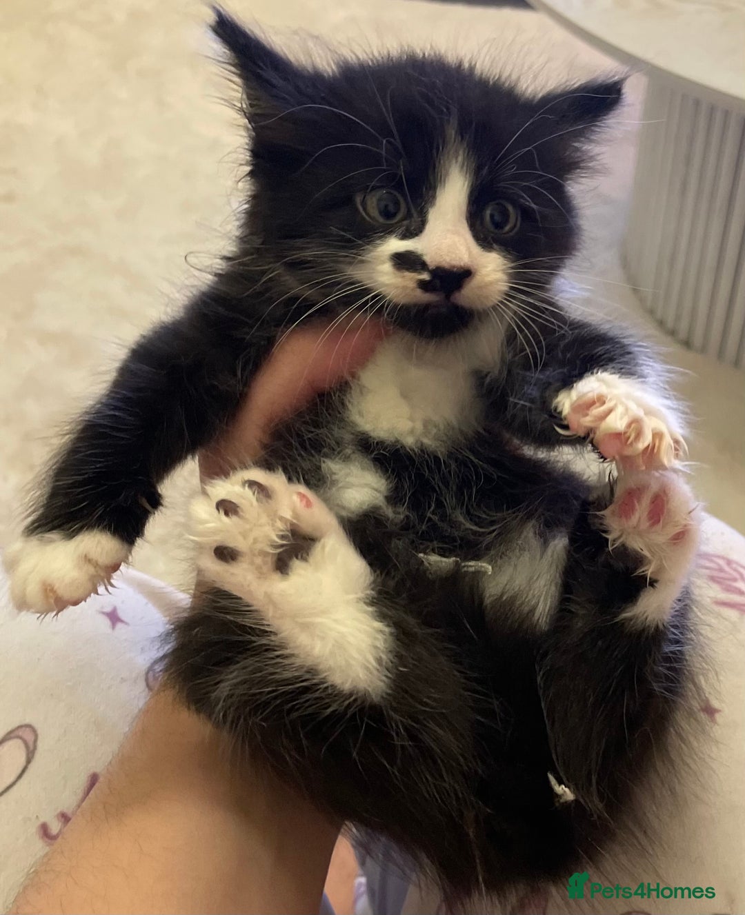 Turkish Angora cats for sale: Turkish angora kitten  - Image 4