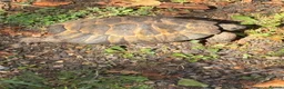 Tortoise reptiles for sale: Marginated and Spur Thighed Tortoises  - Advert 5