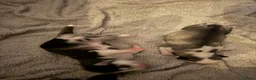 Siberian Husky dogs for sale: Siberian husky pups in Sutton-in-Ashfield - Advert 14