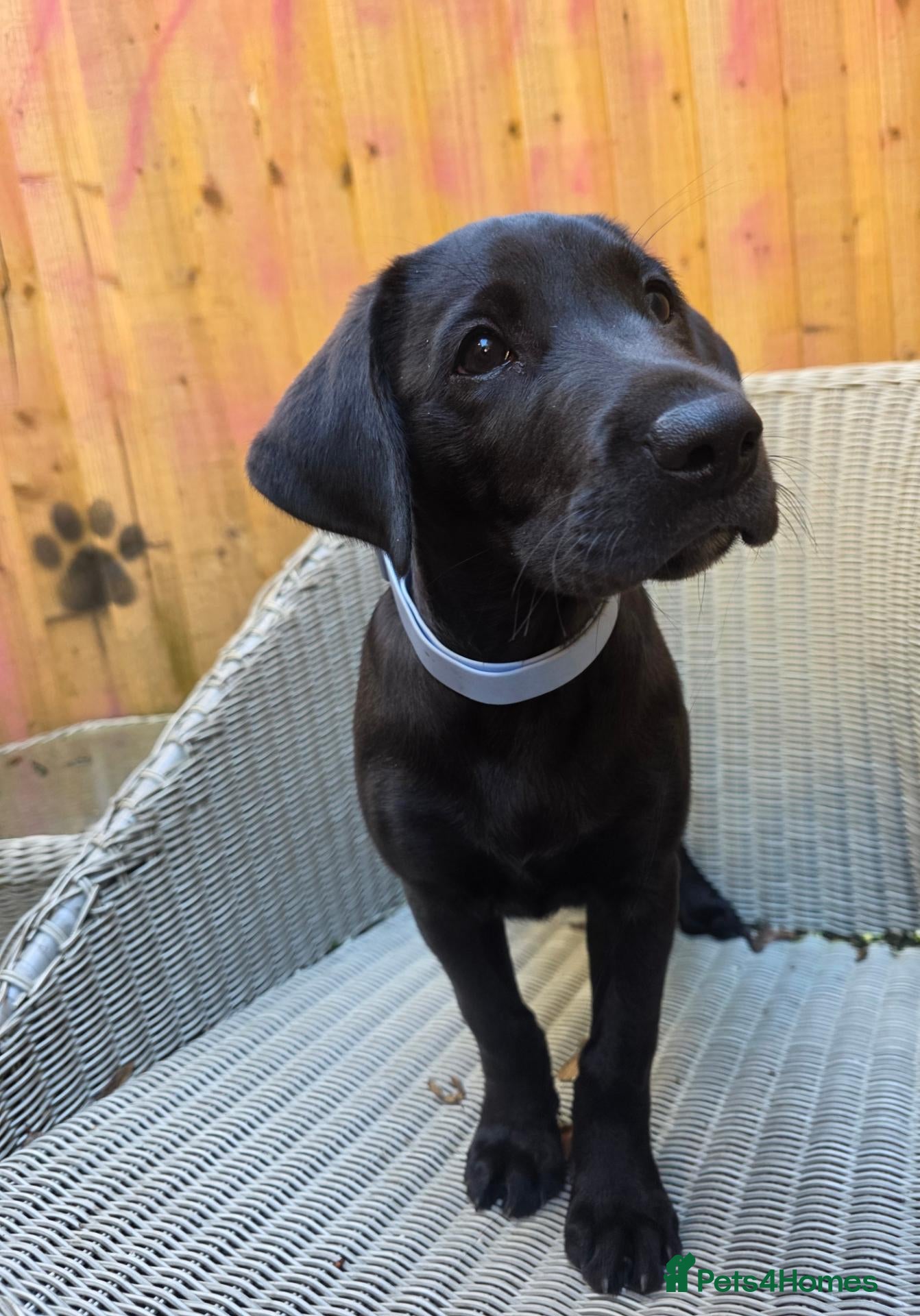 Labrador Retriever dogs Trained labrador for assistance or pet - Advert 2