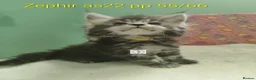 Maine Coon cats for sale: Gorgous maine coon kittens ❤️ - Advert 19
