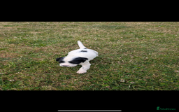 English Springer Spaniel dogs for sale: Springer spaniel pups ready now  - Image 21